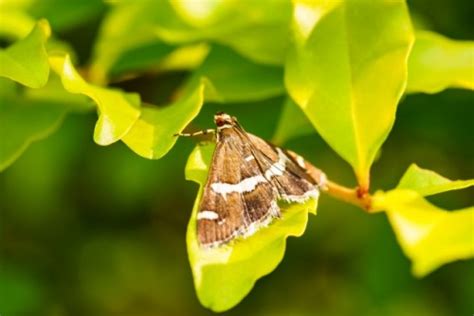 家蛾|蛾を駆除する